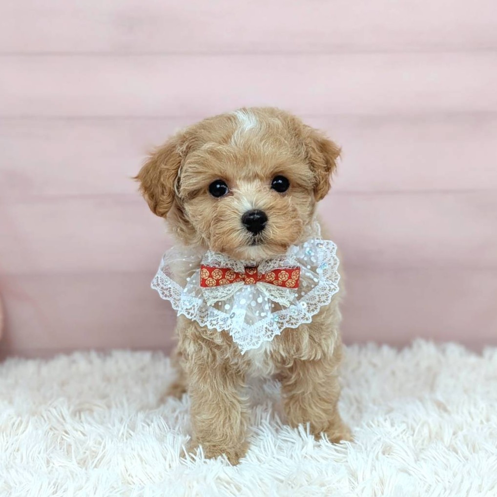 兵庫県のマルプー(マルチーズ×プードル) (犬の家＆猫の里川西店/2025年9月9日生まれ/女の子/クリーム)の子犬の1枚目の画像