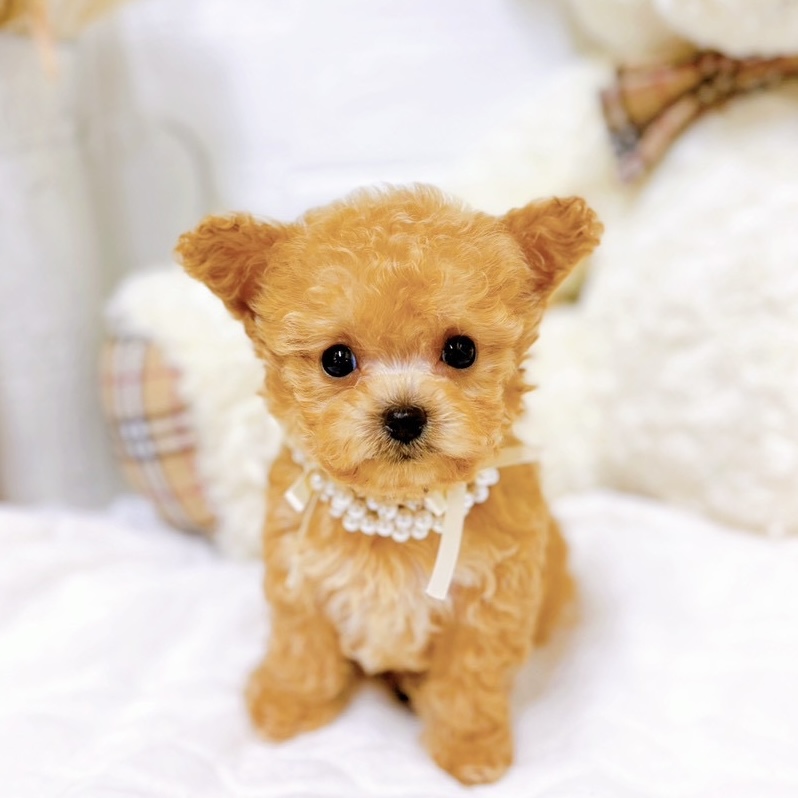 滋賀県のチワプー/プーチー(チワワ×プードル) (犬の家＆猫の里近江八幡店/2025年9月11日生まれ/女の子/クリーム)の子犬の1枚目の画像