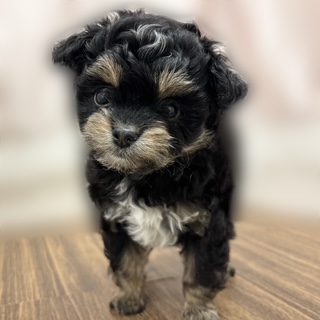 兵庫県のチワプー/プーチー(チワワ×プードル) (犬の家＆猫の里カナート西神戸店/2025年9月10日生まれ/女の子/ブラックタン)の子犬の2枚目の画像