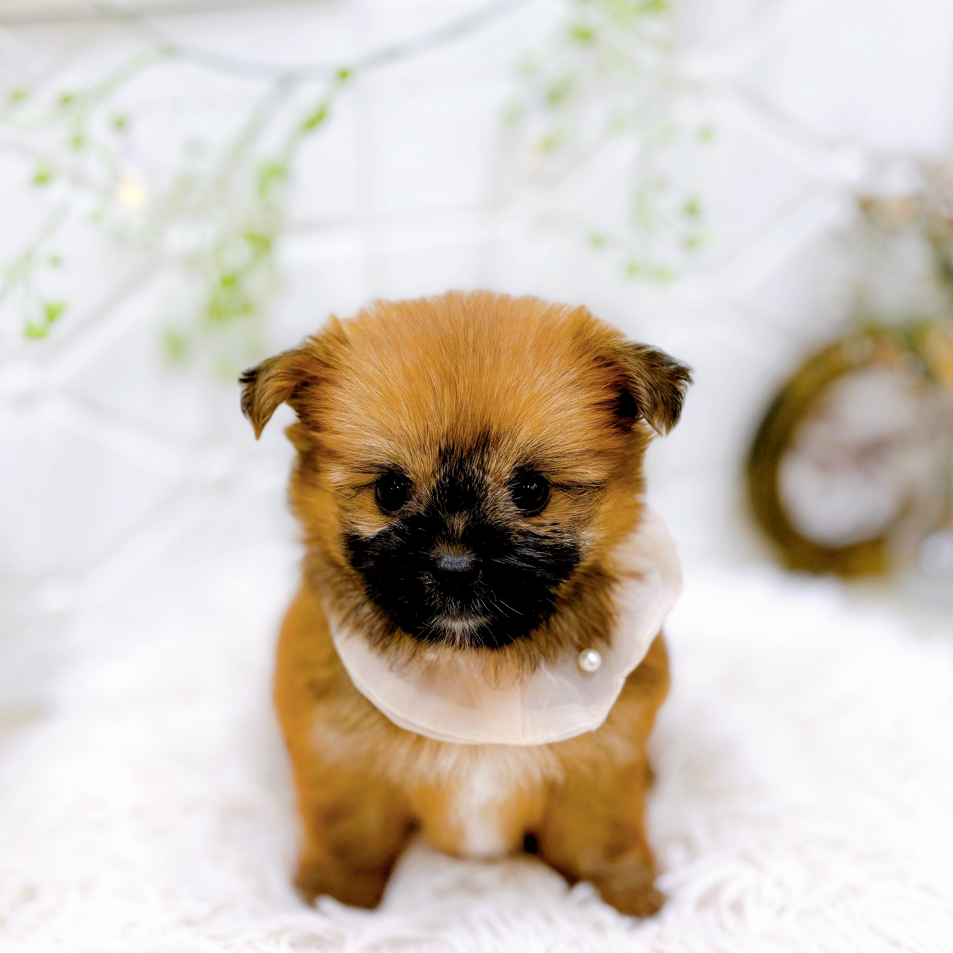 福井県のポメズー/ポメシーズ(ポメラニアン×シーズー) (犬の家＆猫の里アミーゴ福井店/2025年9月11日生まれ/女の子/フォーン)の子犬の1枚目の画像