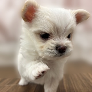 兵庫県のチワマル/マルチワ(チワワ×マルチーズ) (犬の家＆猫の里カナート西神戸店/2025年9月11日生まれ/男の子/クリーム)の子犬の2枚目の画像