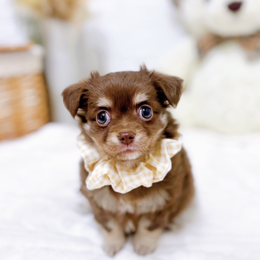 滋賀県のチワックス(チワワ×ダックス) (犬の家＆猫の里近江八幡店/2025年9月8日生まれ/女の子/チョコレートタン)の子犬の1枚目の画像