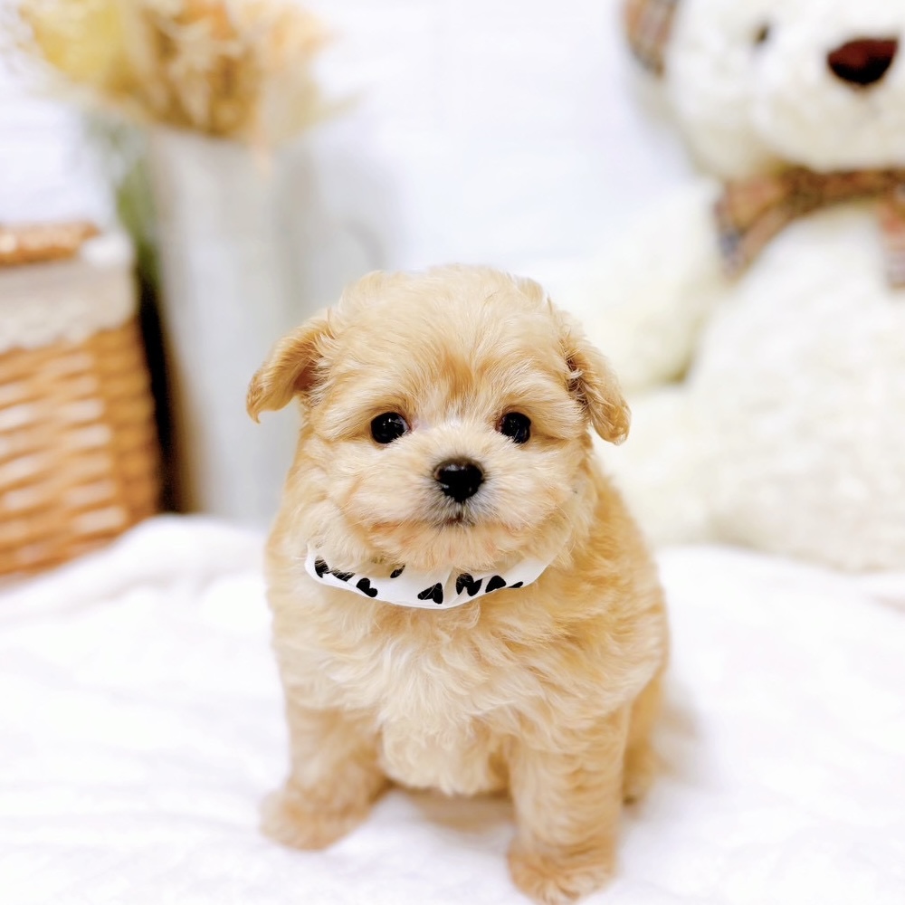 ハーフ犬男の子の写真