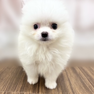 兵庫県のポメラニアン (犬の家＆猫の里カナート西神戸店/2025年9月10日生まれ/男の子/クリーム)の子犬の2枚目の画像