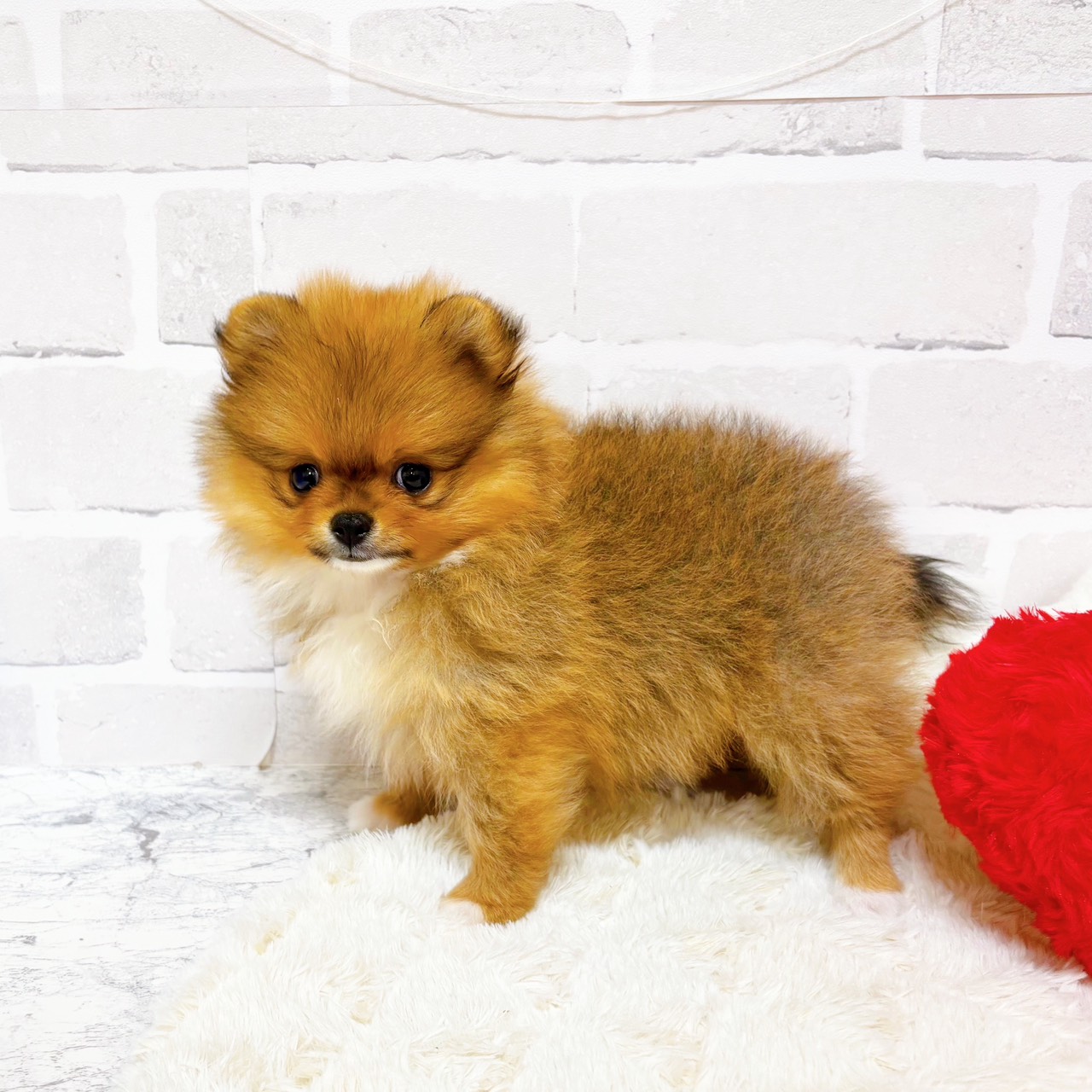 京都府のポメラニアン (犬の家＆猫の里京都精華店/2025年9月11日生まれ/女の子/オレンジホワイト)の子犬の2枚目の画像