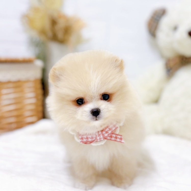 滋賀県のポメラニアン (犬の家＆猫の里近江八幡店/2025年9月11日生まれ/女の子/クリームホワイト)の子犬の1枚目の画像
