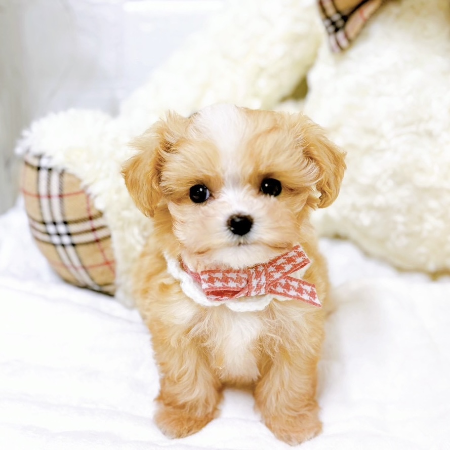 ハーフ犬女の子の写真