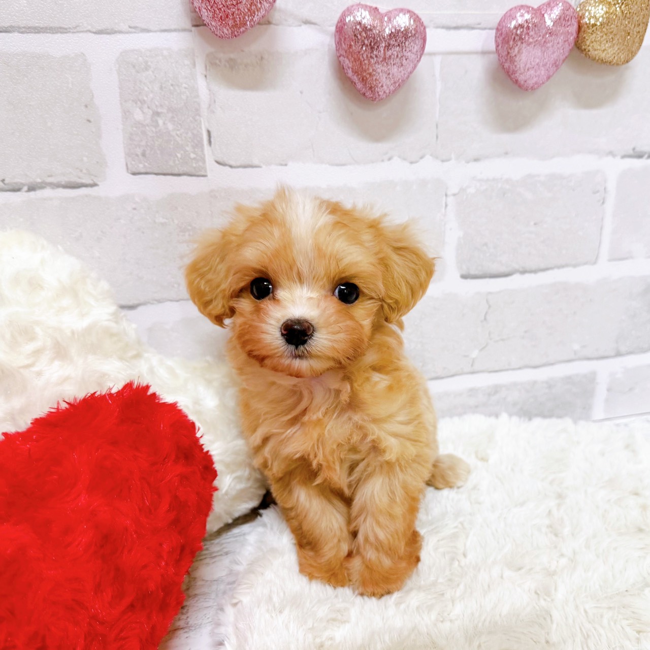 京都府のマルプー(マルチーズ×プードル) (犬の家＆猫の里京都精華店/2025年9月8日生まれ/男の子/クリームホワイト)の子犬の2枚目の画像