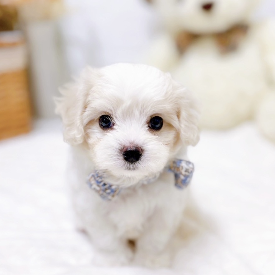 滋賀県のハーフ犬・ミックス犬 (犬の家＆猫の里近江八幡店/2025年9月8日生まれ/男の子/ホワイト)の子犬の1枚目の画像