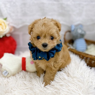 滋賀県のチワプー/プーチー(チワワ×プードル) (犬の家＆猫の里長浜店/2025年9月10日生まれ/女の子/クリーム)の子犬の1枚目の画像