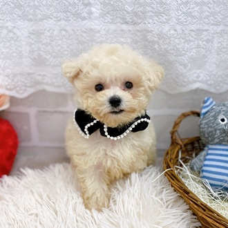 滋賀県のビションプー(ビションフリーゼ×プードル) (犬の家＆猫の里長浜店/2025年9月11日生まれ/男の子/クリーム)の子犬の1枚目の画像