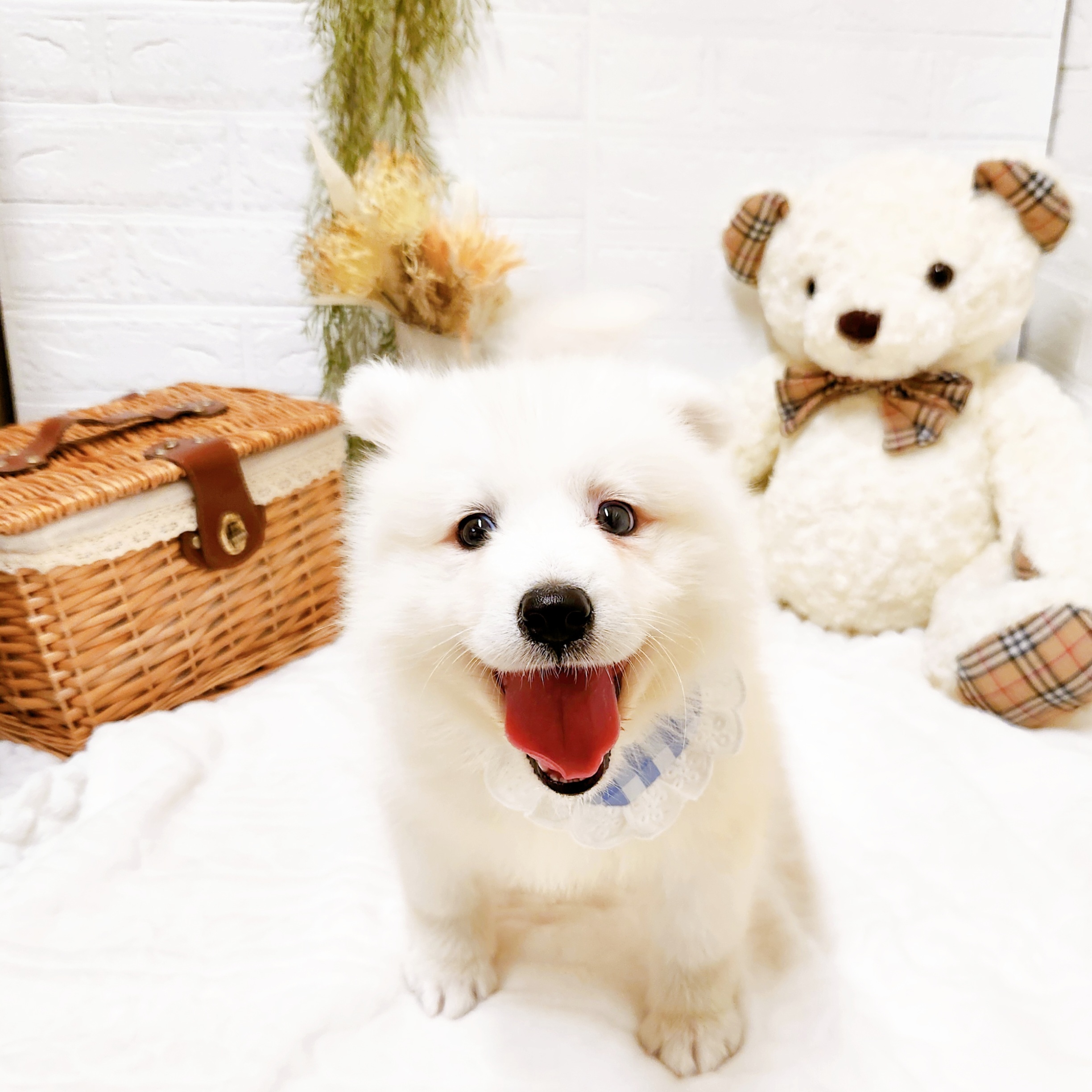 滋賀県のサモエド (犬の家＆猫の里近江八幡店/2025年9月1日生まれ/女の子/ホワイト)の子犬の1枚目の画像