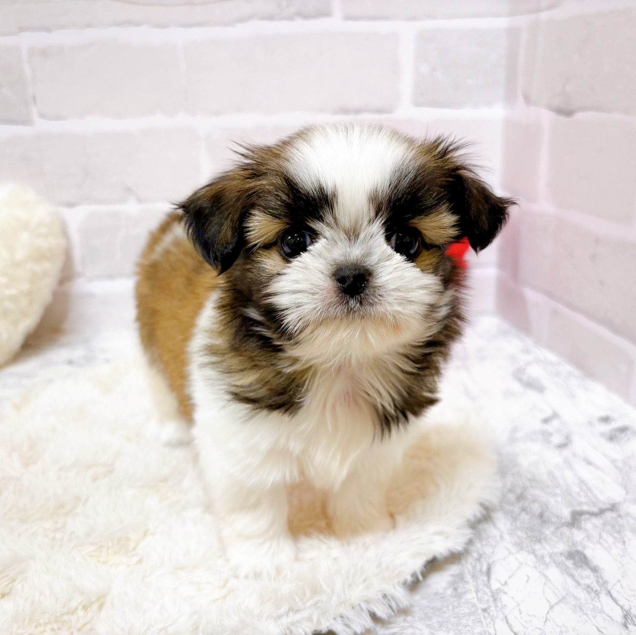 京都府のチワズー/チワシーズ(チワワ×シーズー) (犬の家＆猫の里京都精華店/2025年9月10日生まれ/男の子/ホワイトゴールド)の子犬の2枚目の画像
