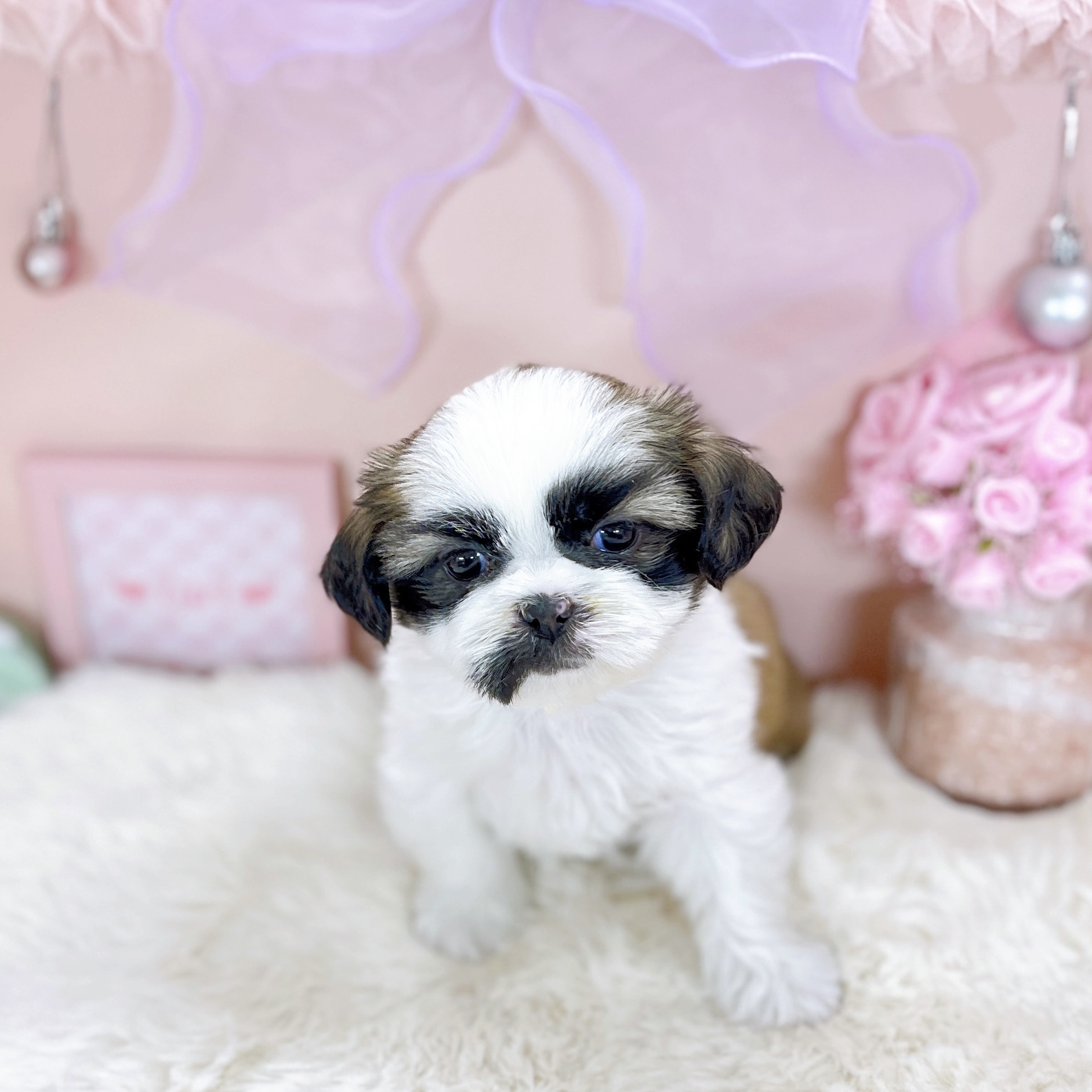 福井県のシーズー (犬の家＆猫の里アミーゴ福井大和田店/2025年9月12日生まれ/女の子/ゴールドホワイト)の子犬の2枚目の画像