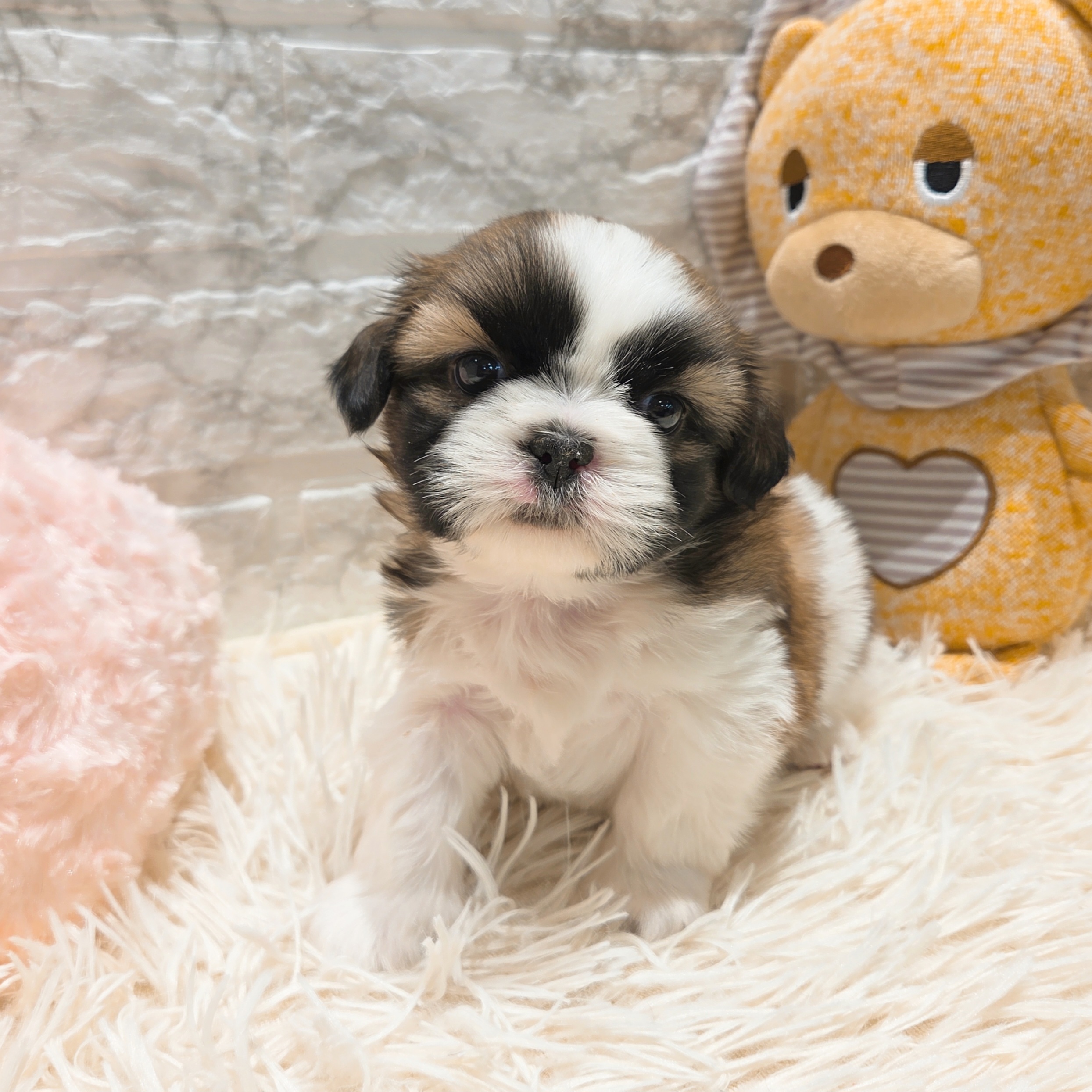 愛知県のシーズー (犬の家＆猫の里MiO香久山店/2025年9月12日生まれ/女の子/ゴールドホワイト)の子犬の1枚目の画像