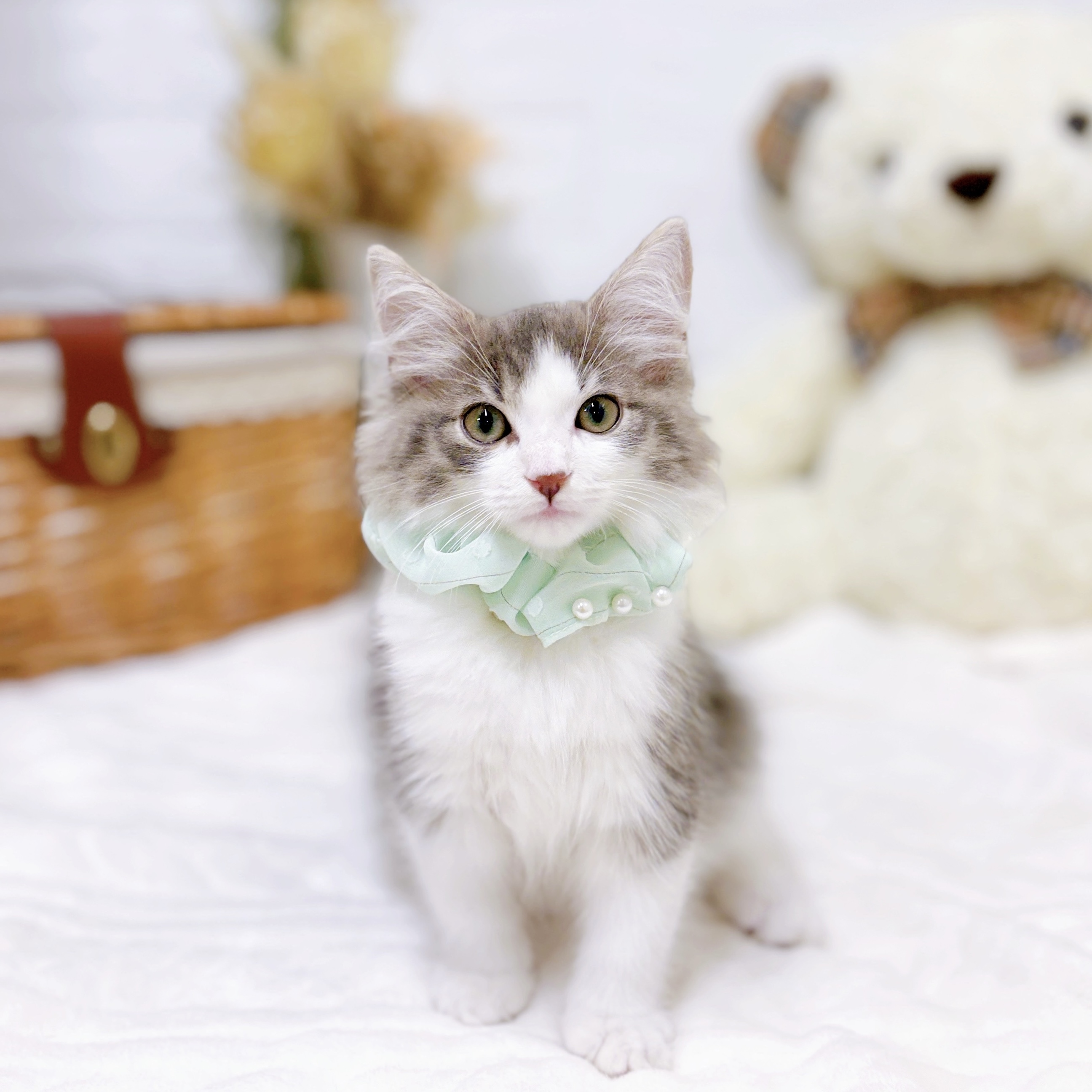 滋賀県のノルウェージャンフォレストキャット (犬の家＆猫の里近江八幡店/2025年9月11日生まれ/男の子/ブルータビーホワイト)の子猫の1枚目の画像