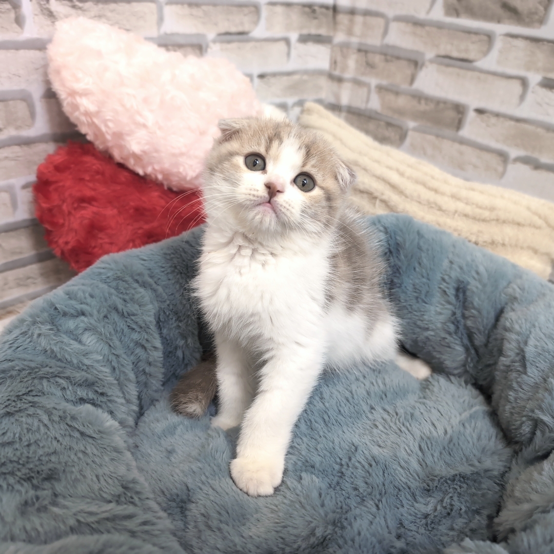 神奈川県のスコティッシュフォールド (犬の家＆猫の里モザイクモール港北店/2025年9月5日生まれ/男の子/ライラックタビー&ホワイト)の子猫の1枚目の画像