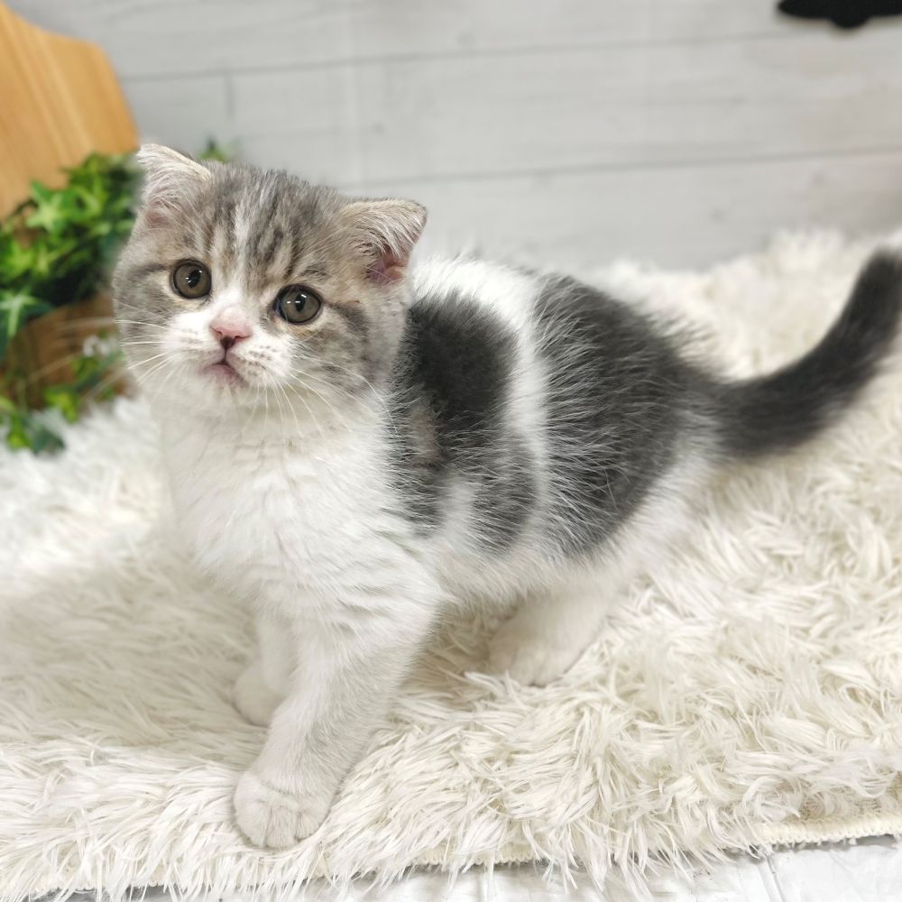 愛知県のスコティッシュフォールド (犬の家＆猫の里豊田店/2025年9月5日生まれ/男の子/ブルータビーホワイト)の子猫の2枚目の画像