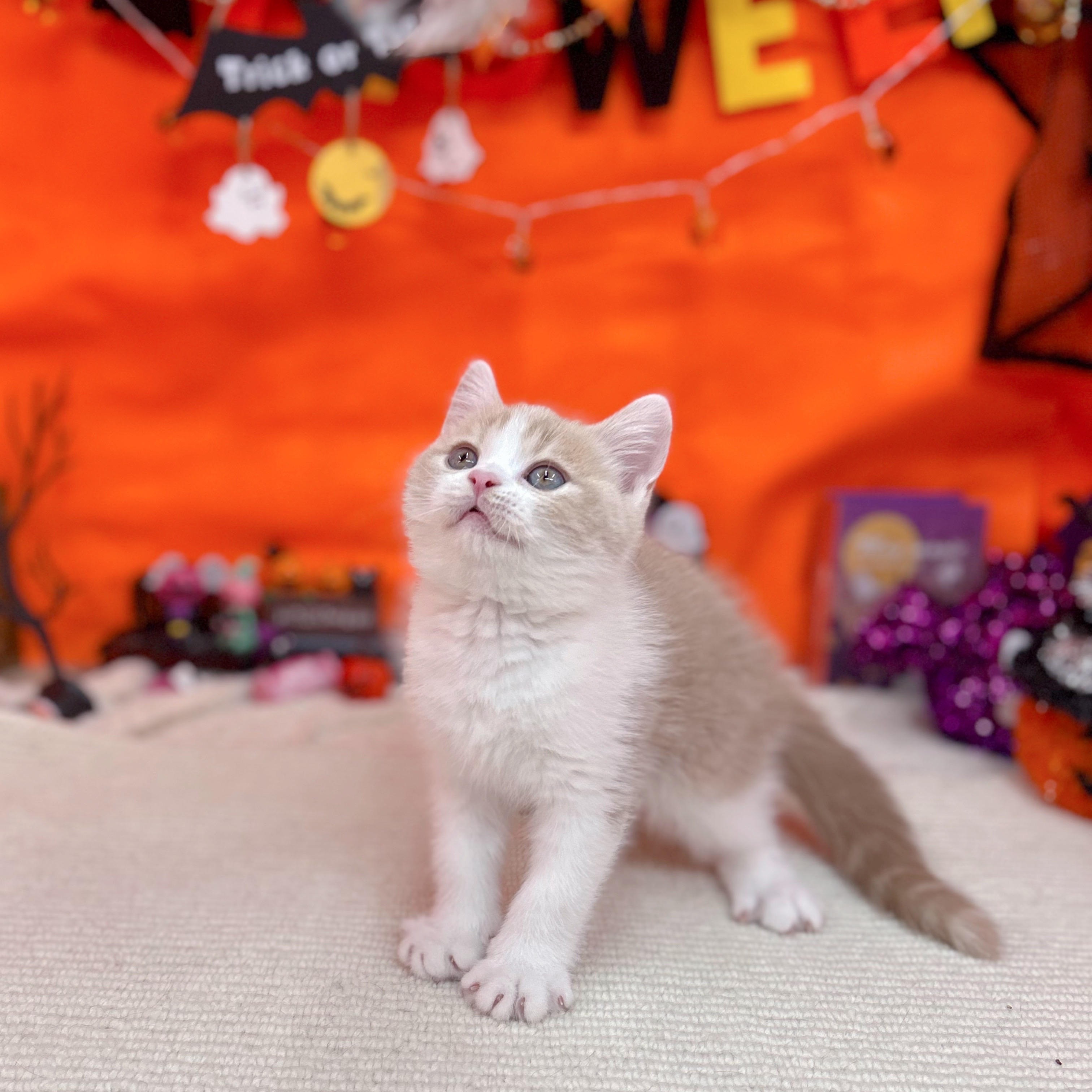 岐阜県のスコティッシュストレート (犬の家＆猫の里岐南店/2025年9月5日生まれ/男の子/クリームタビーホワイト)の子猫の1枚目の画像