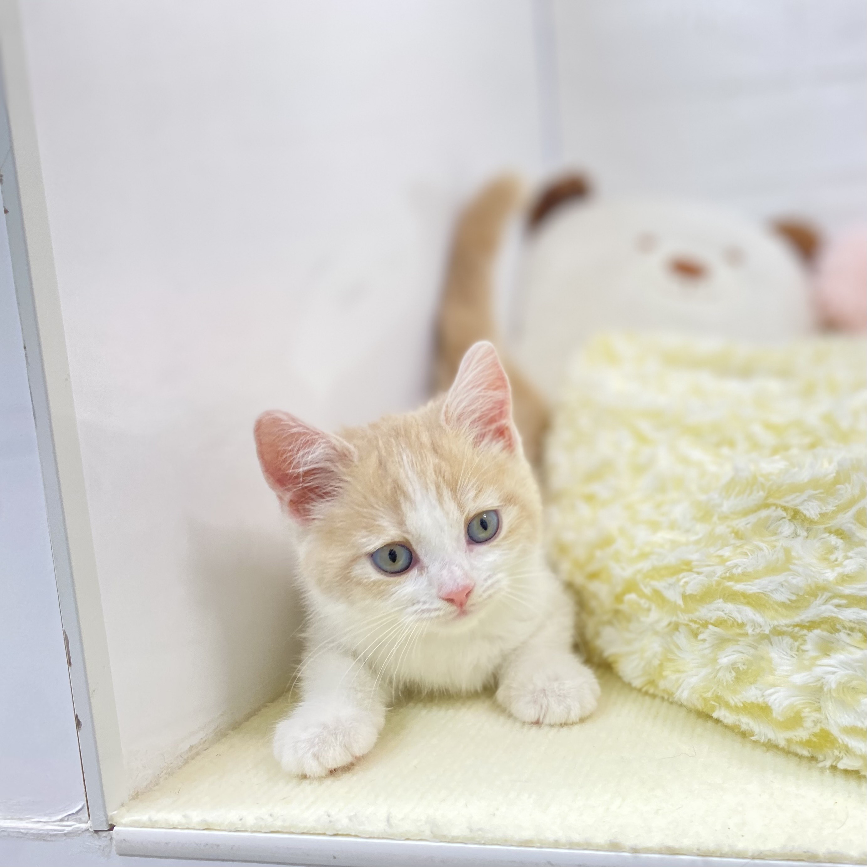 長野県のスコティッシュストレート (犬の家＆猫の里長野店/2025年9月5日生まれ/女の子/クリームタビーホワイト)の子猫の2枚目の画像