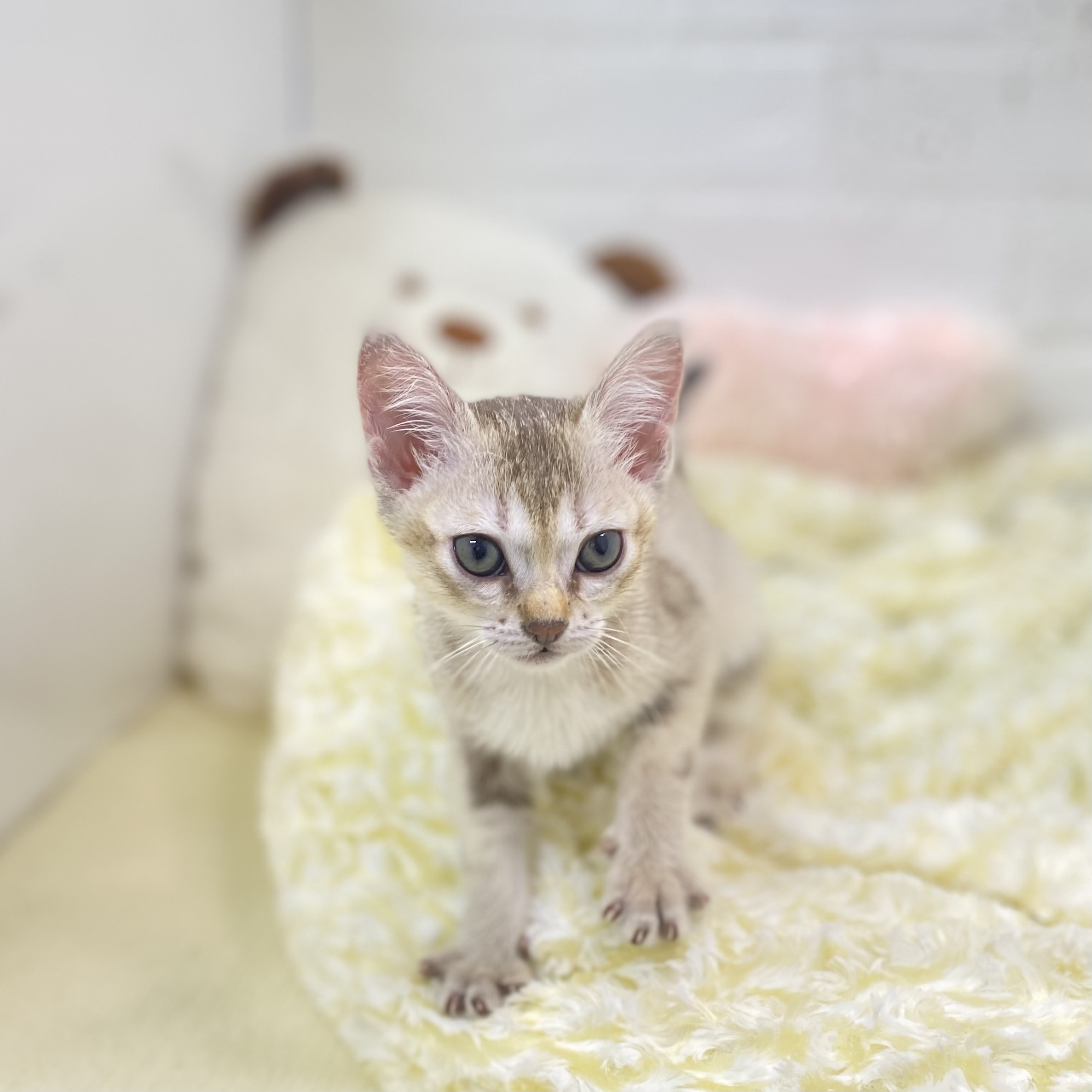 長野県のシンガプーラ (犬の家＆猫の里長野店/2025年9月10日生まれ/女の子/セピアアグーティ)の子猫の2枚目の画像