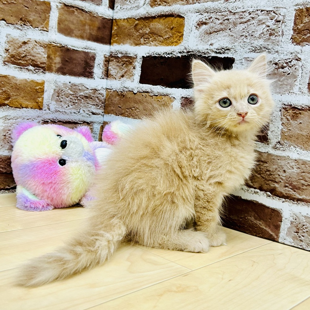 愛知県のサイベリアン (犬の家＆猫の里七宝店/2025年9月11日生まれ/男の子/クリームタビーホワイト)の子猫の2枚目の画像