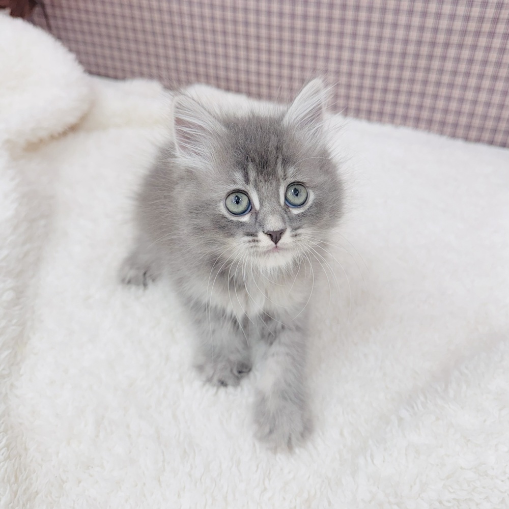 愛知県のサイベリアン (犬の家＆猫の里エアポートウォーク店/2025年9月11日生まれ/女の子/ブルーパッチドタビー)の子猫の2枚目の画像