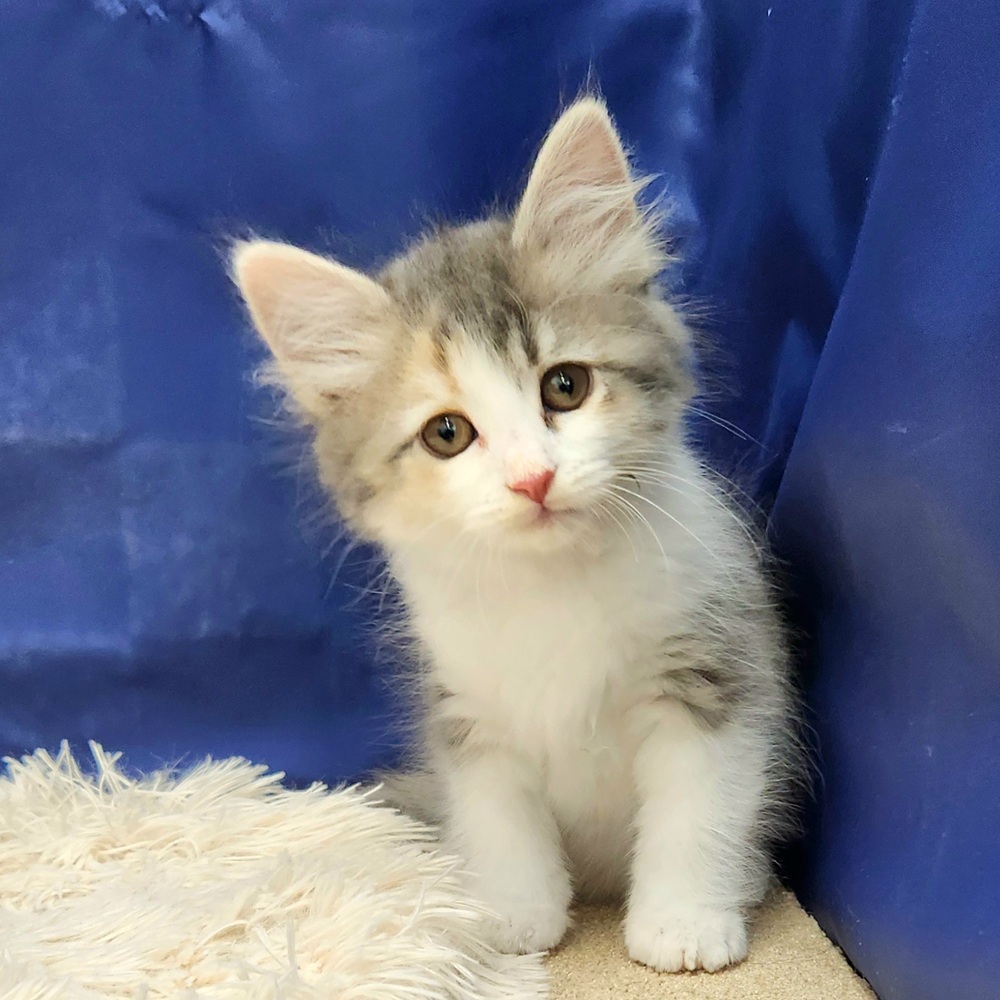 岐阜県のサイベリアン (犬の家＆猫の里中津川店/2025年9月11日生まれ/女の子/ブルーパッチドタビーホワイト)の子猫