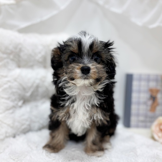 岐阜県のチワプー/プーチー(チワワ×プードル) (犬の家＆猫の里カラフルタウン岐阜店/2025年9月8日生まれ/男の子/ブラックタンホワイト)の子犬