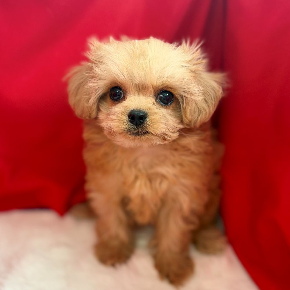愛知県のチワプー/プーチー(チワワ×プードル) (犬の家＆猫の里愛知刈谷店/2025年9月8日生まれ/女の子/アプリコットホワイト)の子犬の1枚目の画像