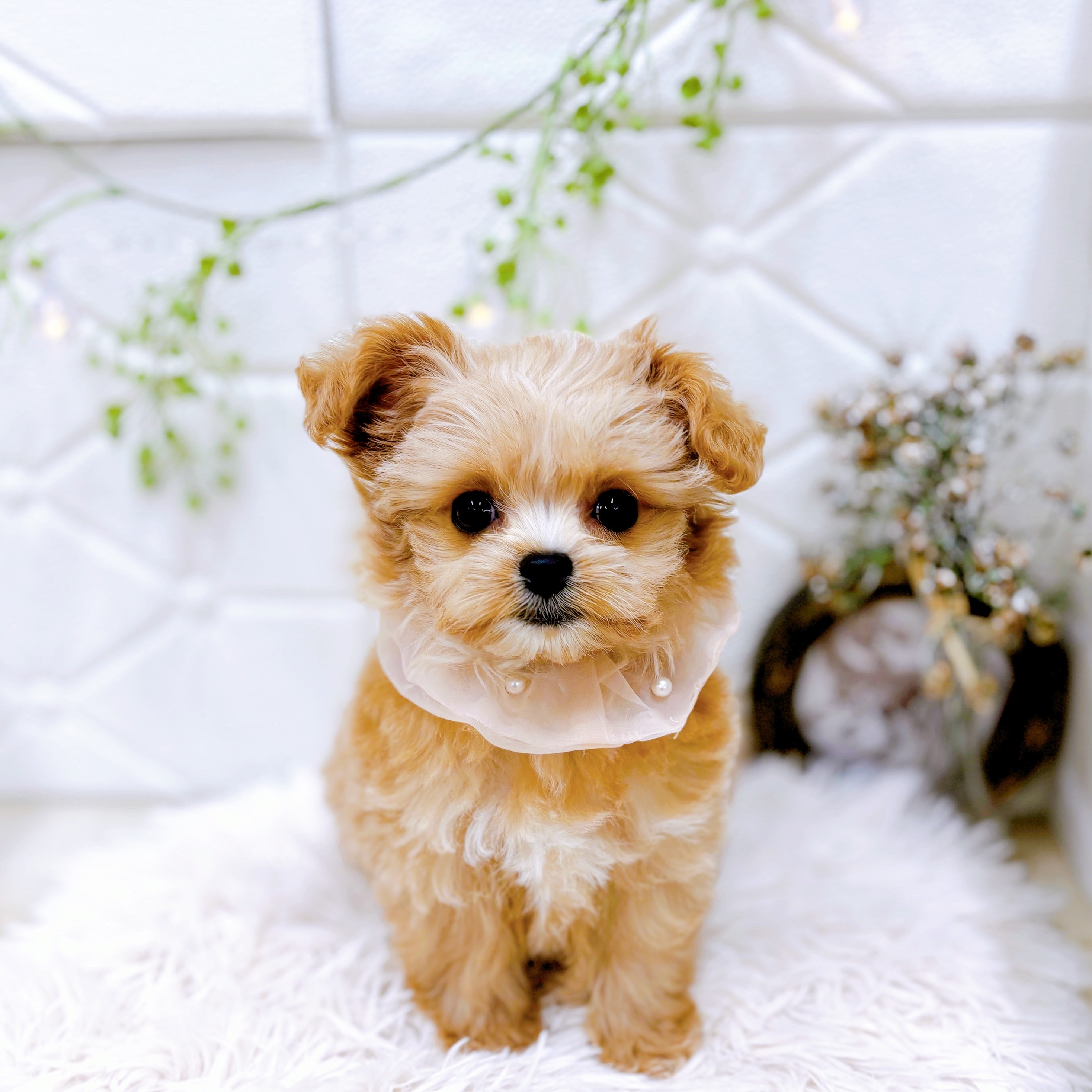 福井県のチワプー/プーチー(チワワ×プードル) (犬の家＆猫の里アミーゴ福井店/2025年9月8日生まれ/女の子/アプリコットホワイト)の子犬の1枚目の画像