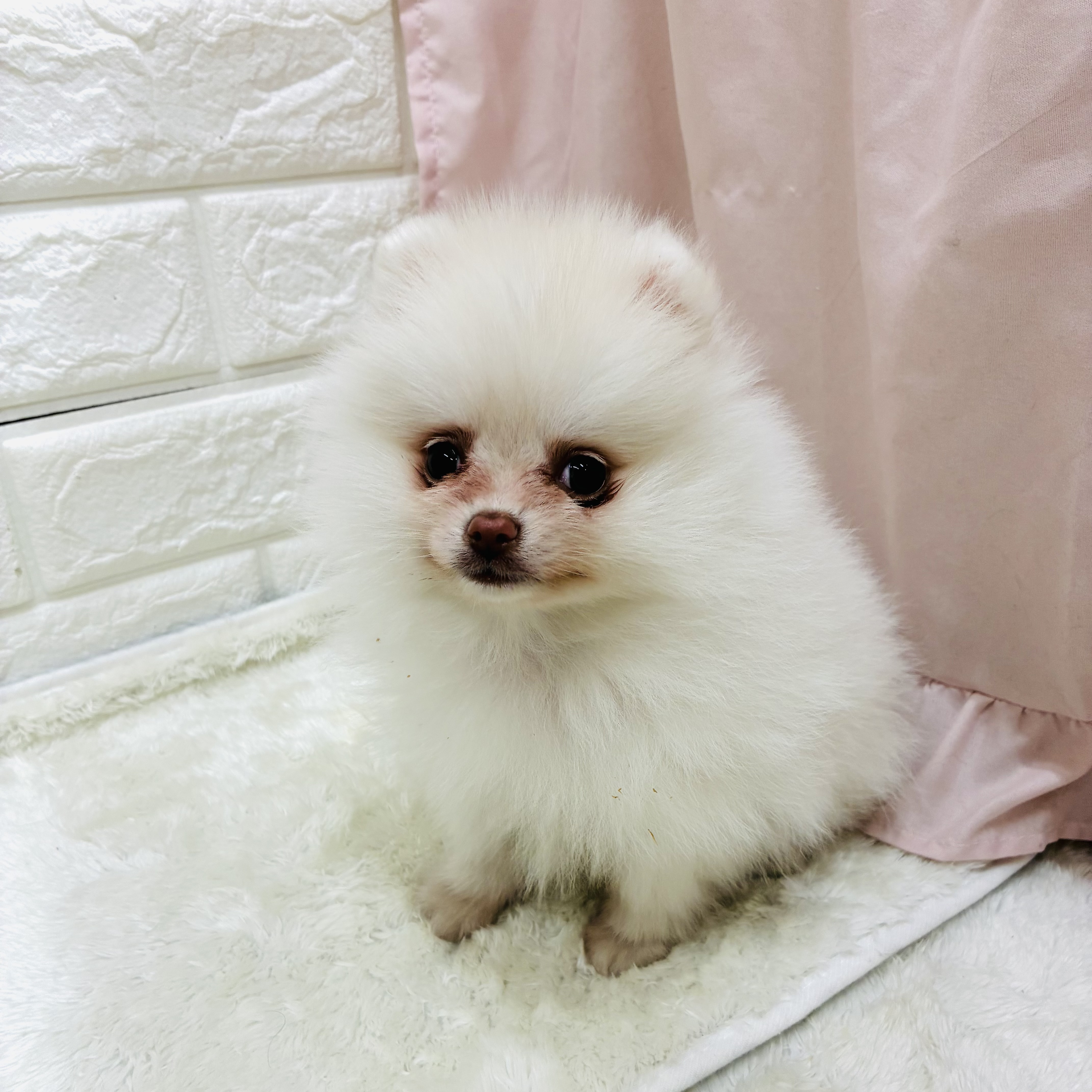 愛知県のポメラニアン (犬の家＆猫の里アミーゴ神の倉店/2025年9月12日生まれ/女の子/クリーム)の子犬の2枚目の画像