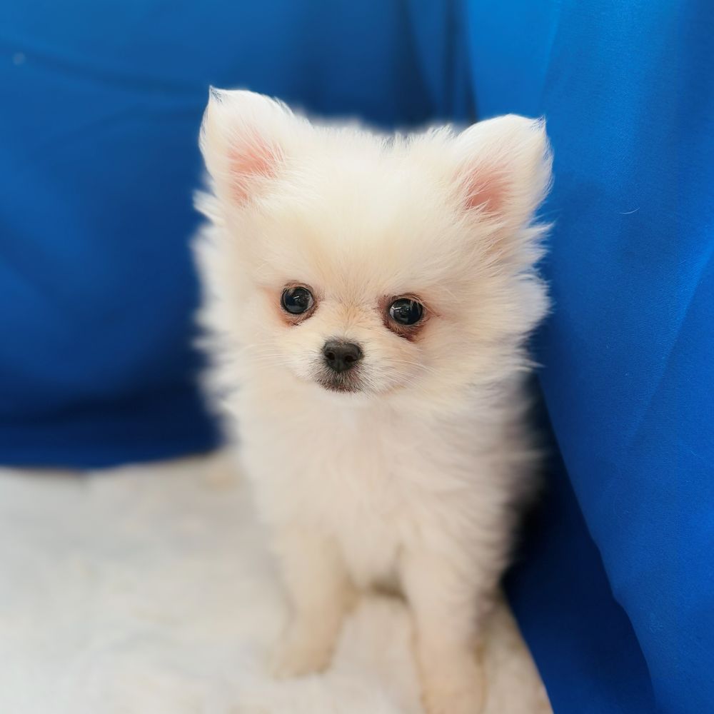 愛知県のポメチワ/チワポメ/ポメチー(ポメラニアン×チワワ) (犬の家＆猫の里愛知刈谷店/2025年9月8日生まれ/男の子/クリーム)の子犬の1枚目の画像