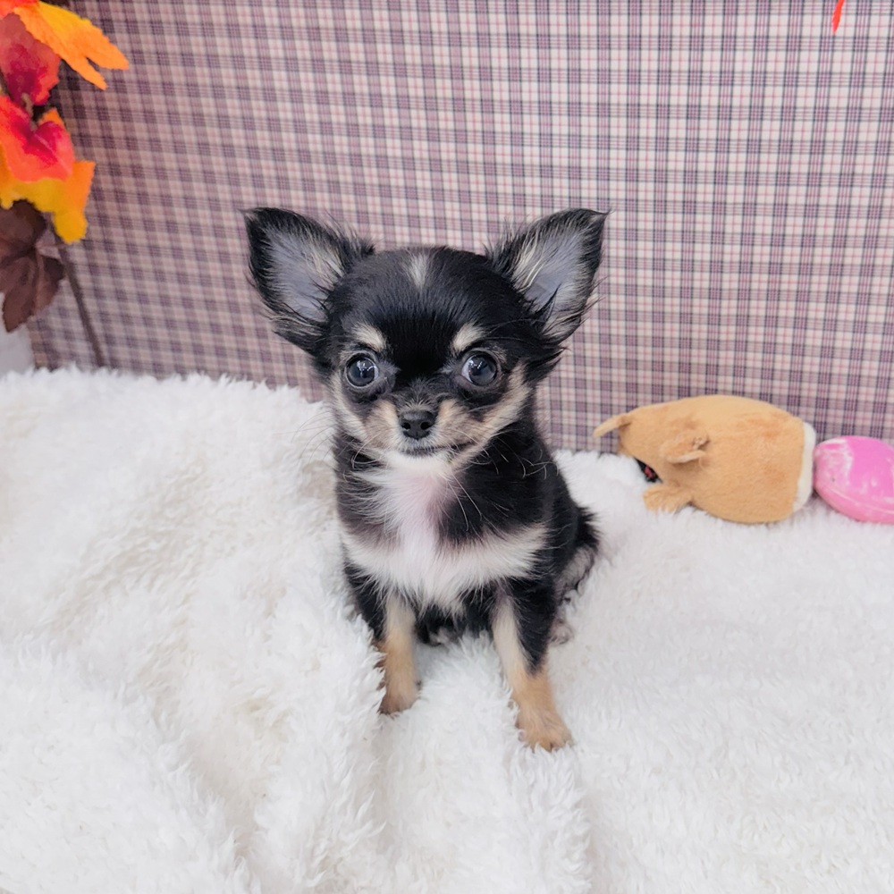 愛知県のチワワ(ロング) (犬の家＆猫の里エアポートウォーク店/2025年9月2日生まれ/女の子/ブラックタンホワイト)の子犬の2枚目の画像