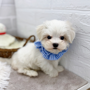 滋賀県のマルチーズ (犬の家&猫の里長浜店/2025年8月30日生まれ/男の子/ホワイト)の子犬の2枚目の画像