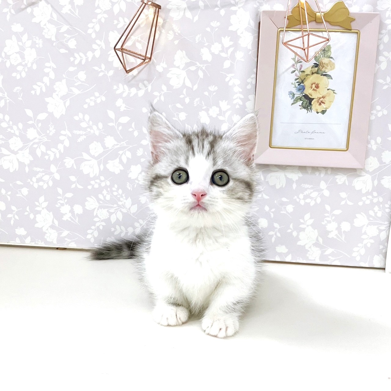 富山県のミヌエット (犬の家＆猫の里アミーゴ高岡蓮花寺店/2025年9月13日生まれ/男の子/シルバータビーホワイト)の子猫の1枚目の画像