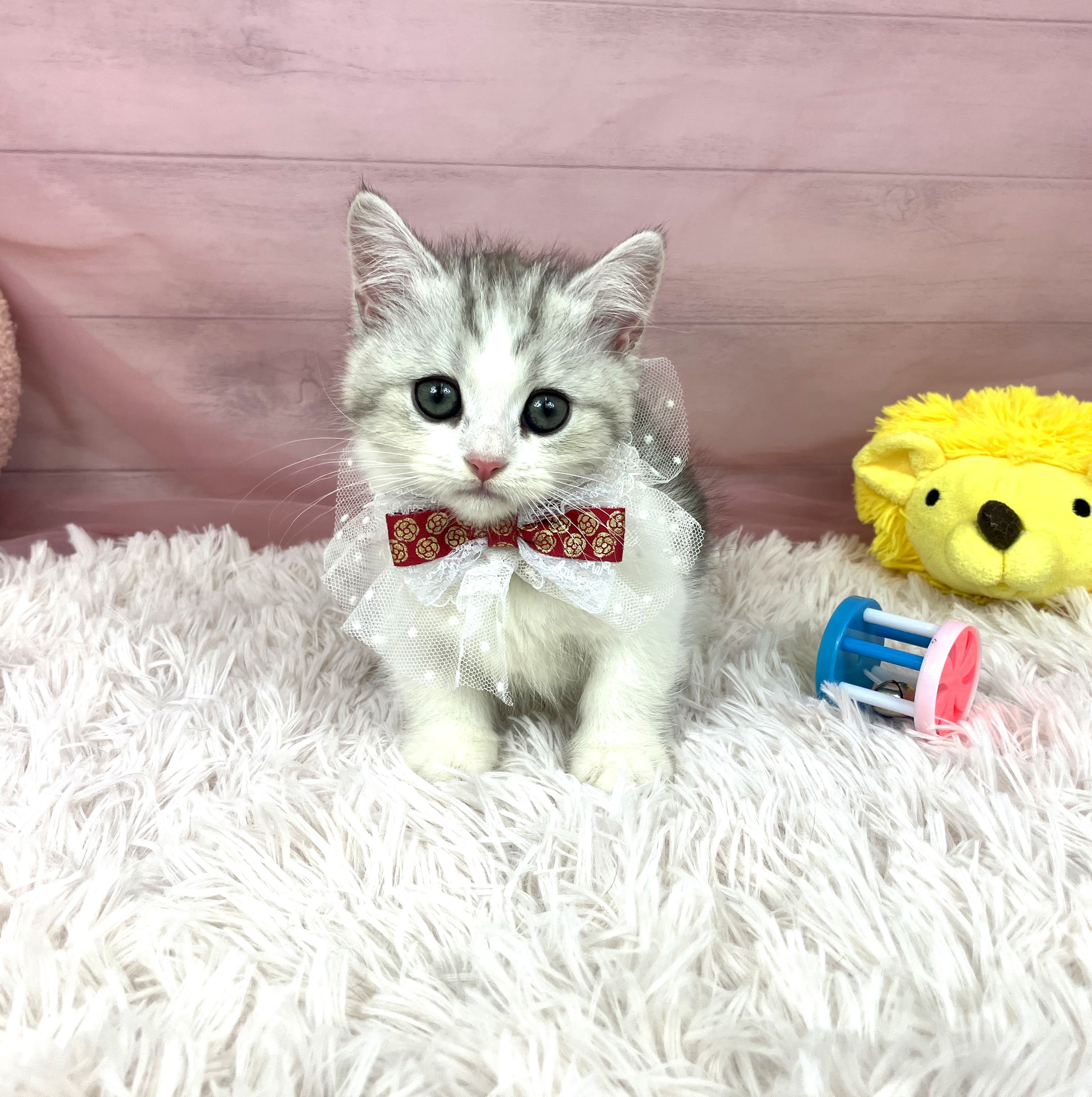 兵庫県のミヌエット (犬の家＆猫の里川西店/2025年9月13日生まれ/女の子/シルバータビーホワイト)の子猫の1枚目の画像