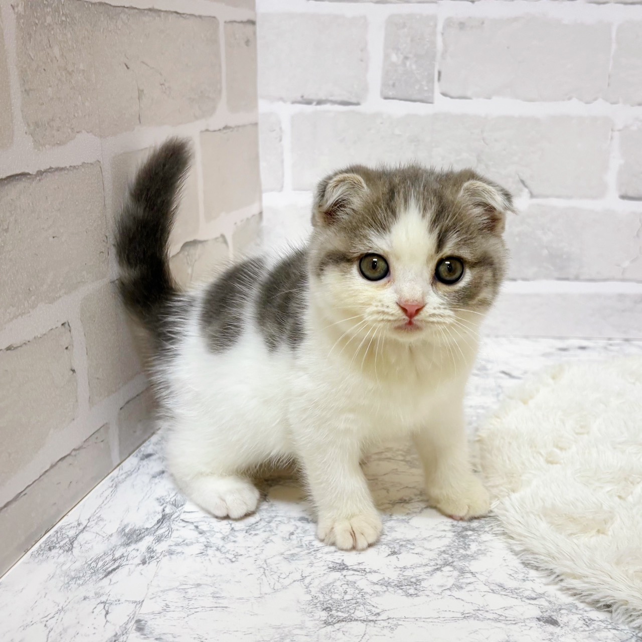 京都府のスコティッシュフォールド (犬の家＆猫の里京都精華店/2025年9月10日生まれ/男の子/ブルータビーホワイト)の子猫の2枚目の画像