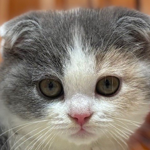 スコティッシュフォールド女の子の写真