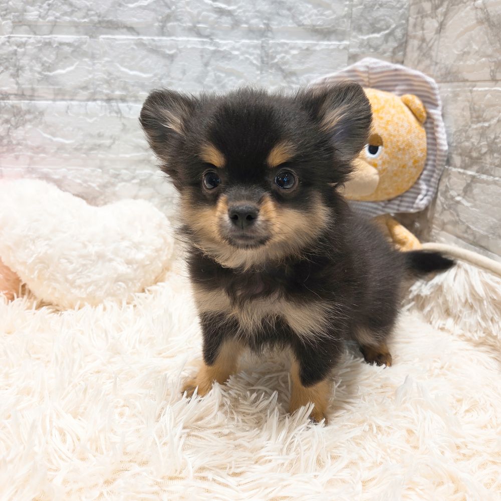 愛知県のポメチワ/チワポメ/ポメチー(ポメラニアン×チワワ) (犬の家＆猫の里MiO香久山店/2025年9月9日生まれ/男の子/ブラックタン)の子犬の2枚目の画像