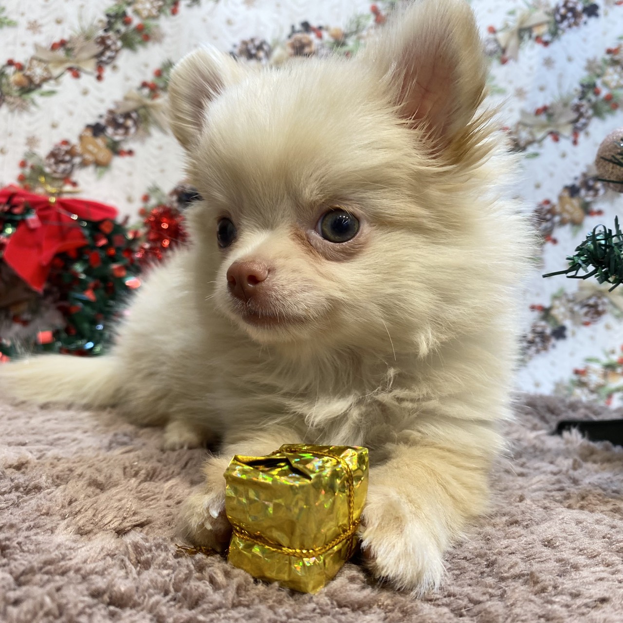 長野県のポメチワ/チワポメ/ポメチー(ポメラニアン×チワワ) (犬の家＆猫の里カインズ梓川店/2025年9月9日生まれ/女の子/クリーム)の子犬の2枚目の画像
