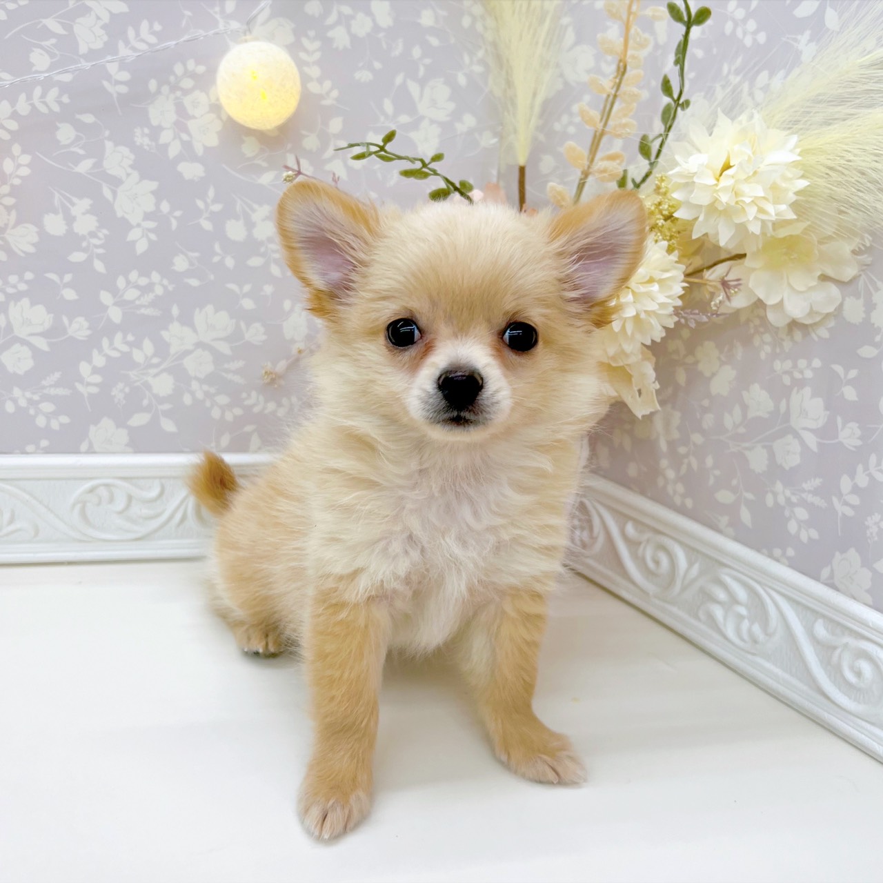 富山県のポメチワ/チワポメ/ポメチー(ポメラニアン×チワワ) (犬の家＆猫の里富山店/2025年9月9日生まれ/女の子/クリーム)の子犬の2枚目の画像