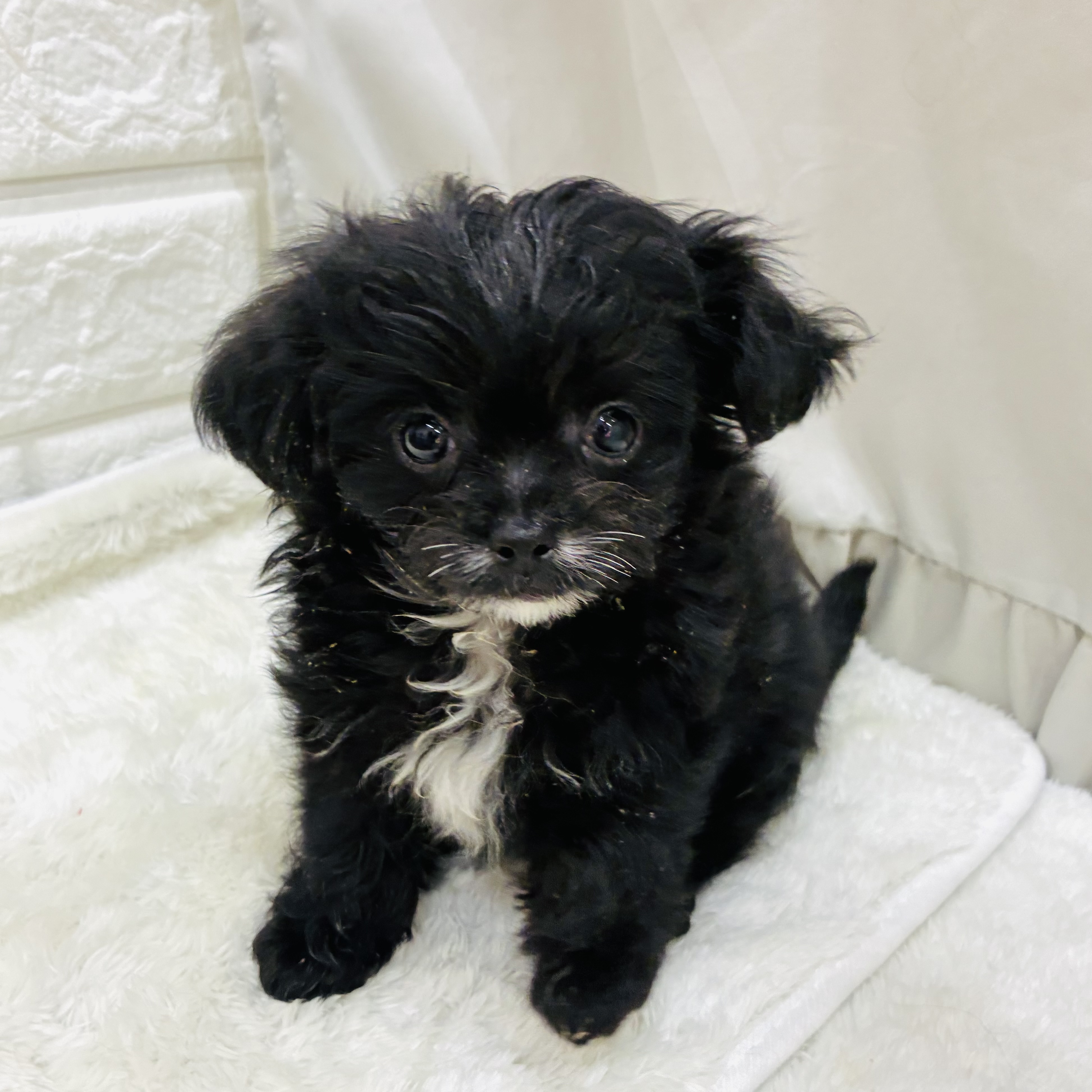 愛知県のチワプー/プーチー(チワワ×プードル) (犬の家＆猫の里アミーゴ神の倉店/2025年9月12日生まれ/男の子/ブラック)の子犬の2枚目の画像