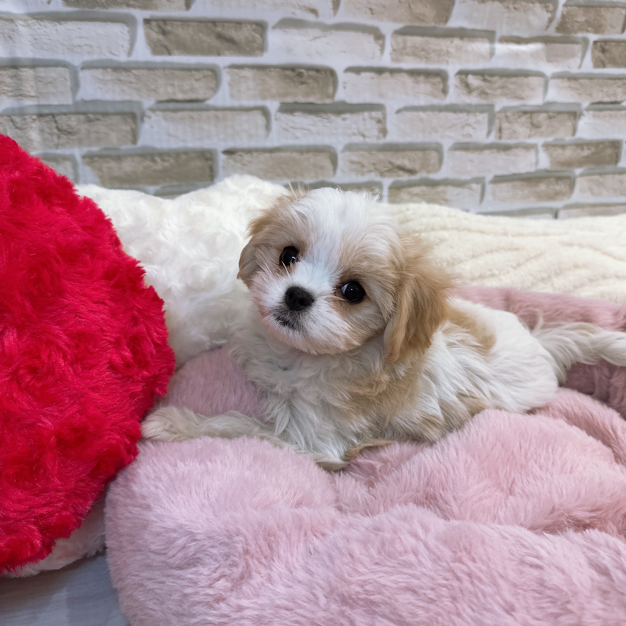神奈川県のマルキャバ/キャバチーズ(マルチーズ×キャバリア) (犬の家＆猫の里モザイクモール港北店/2025年9月12日生まれ/女の子/ホワイトクリーム)の子犬の2枚目の画像