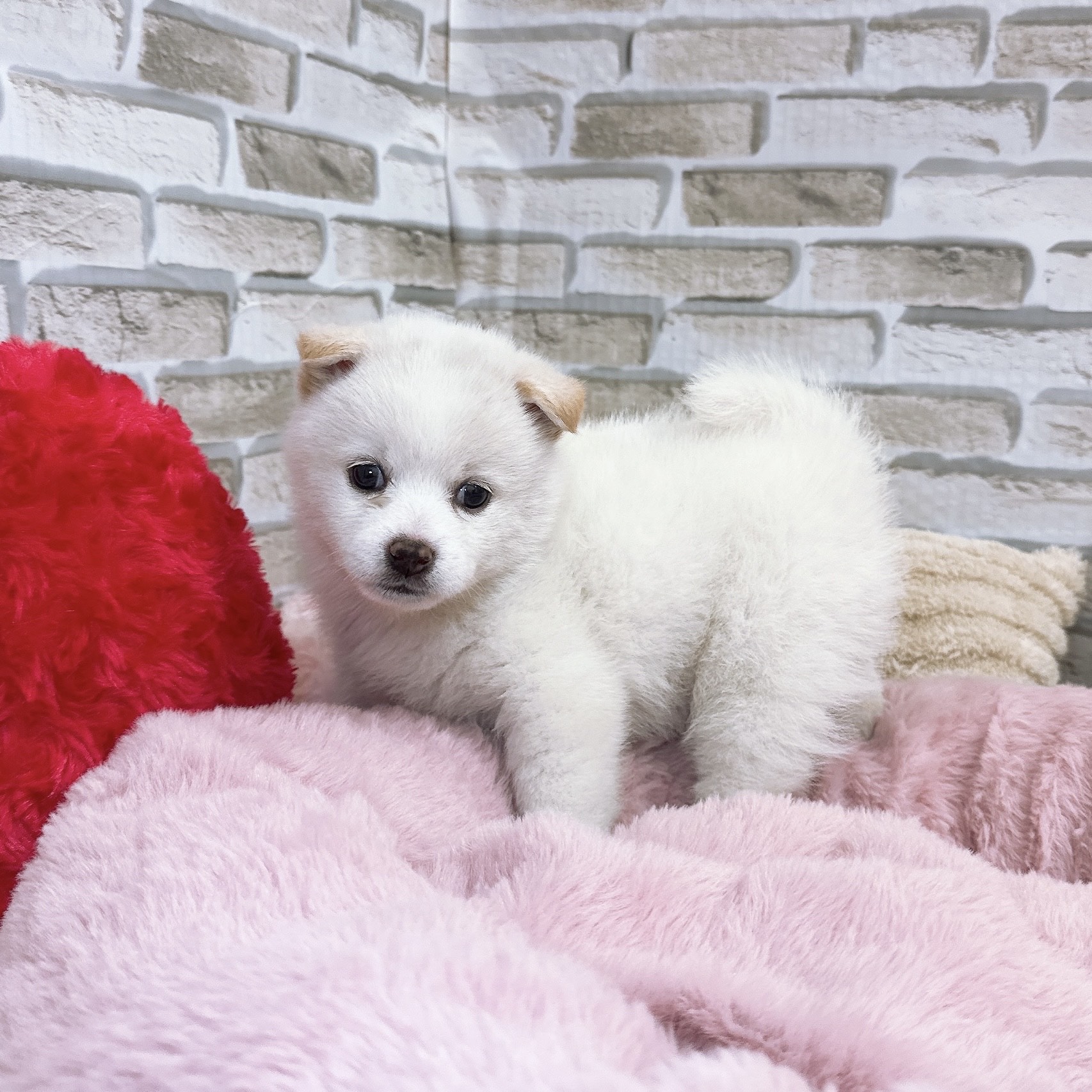 神奈川県のポメ柴/豆ポメ/ポメ豆柴(ポメラニアン×柴犬) (犬の家＆猫の里モザイクモール港北店/2025年9月15日生まれ/女の子/白)の子犬