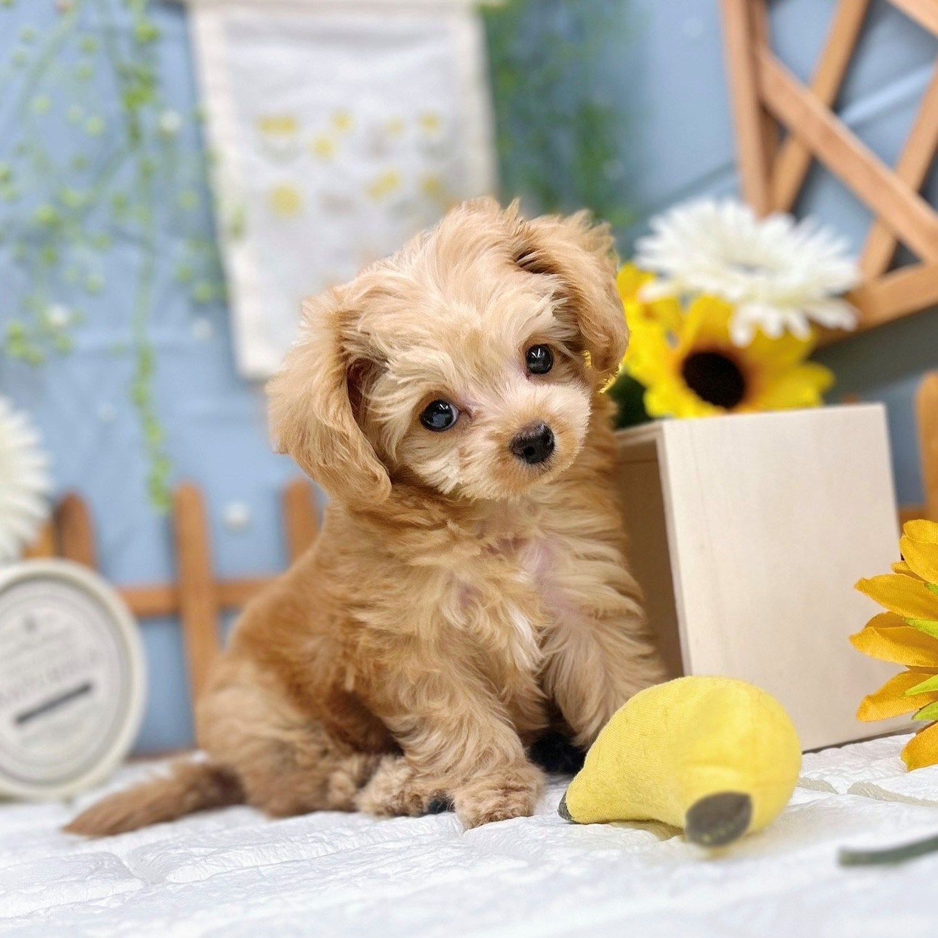 千葉県のチワプー/プーチー(チワワ×プードル) (犬の家＆猫の里ワンズモール稲毛店/2025年9月11日生まれ/女の子/アプリコットホワイト)の子犬