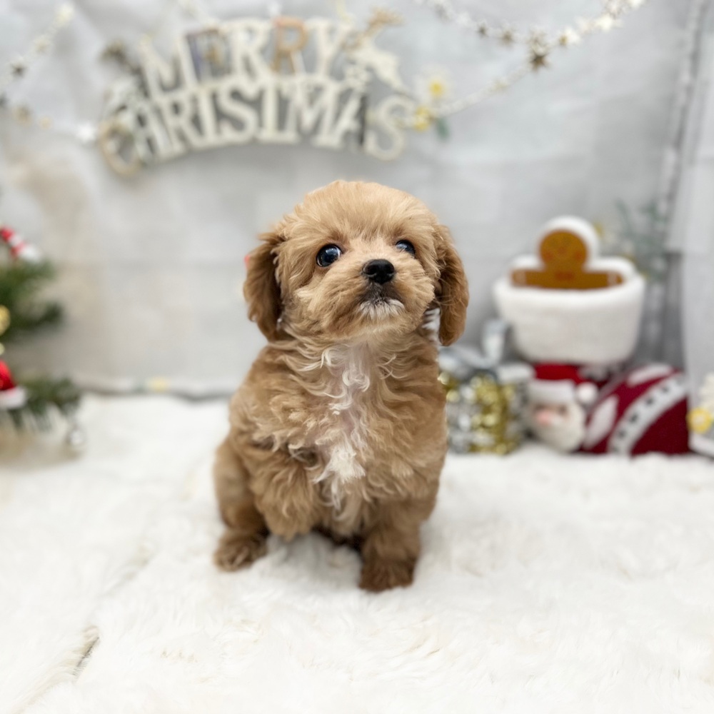 静岡県のチワプー/プーチー(チワワ×プードル) (犬の家＆猫の里MEGAドン・キホーテ袋井店/2025年9月11日生まれ/男の子/アプリコットホワイト)の子犬の2枚目の画像