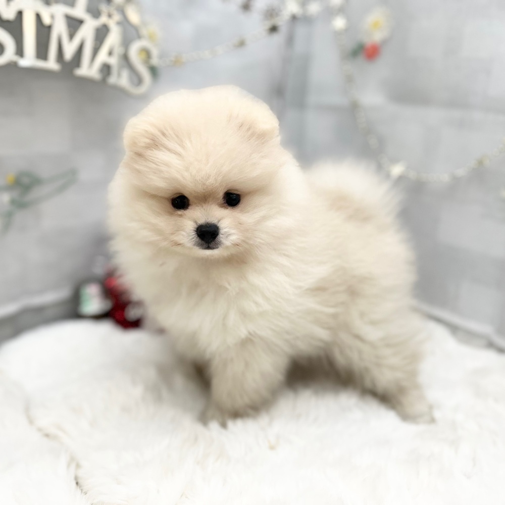 静岡県のポメラニアン (犬の家＆猫の里MEGAドン・キホーテ袋井店/2025年9月12日生まれ/女の子/クリーム)の子犬の2枚目の画像