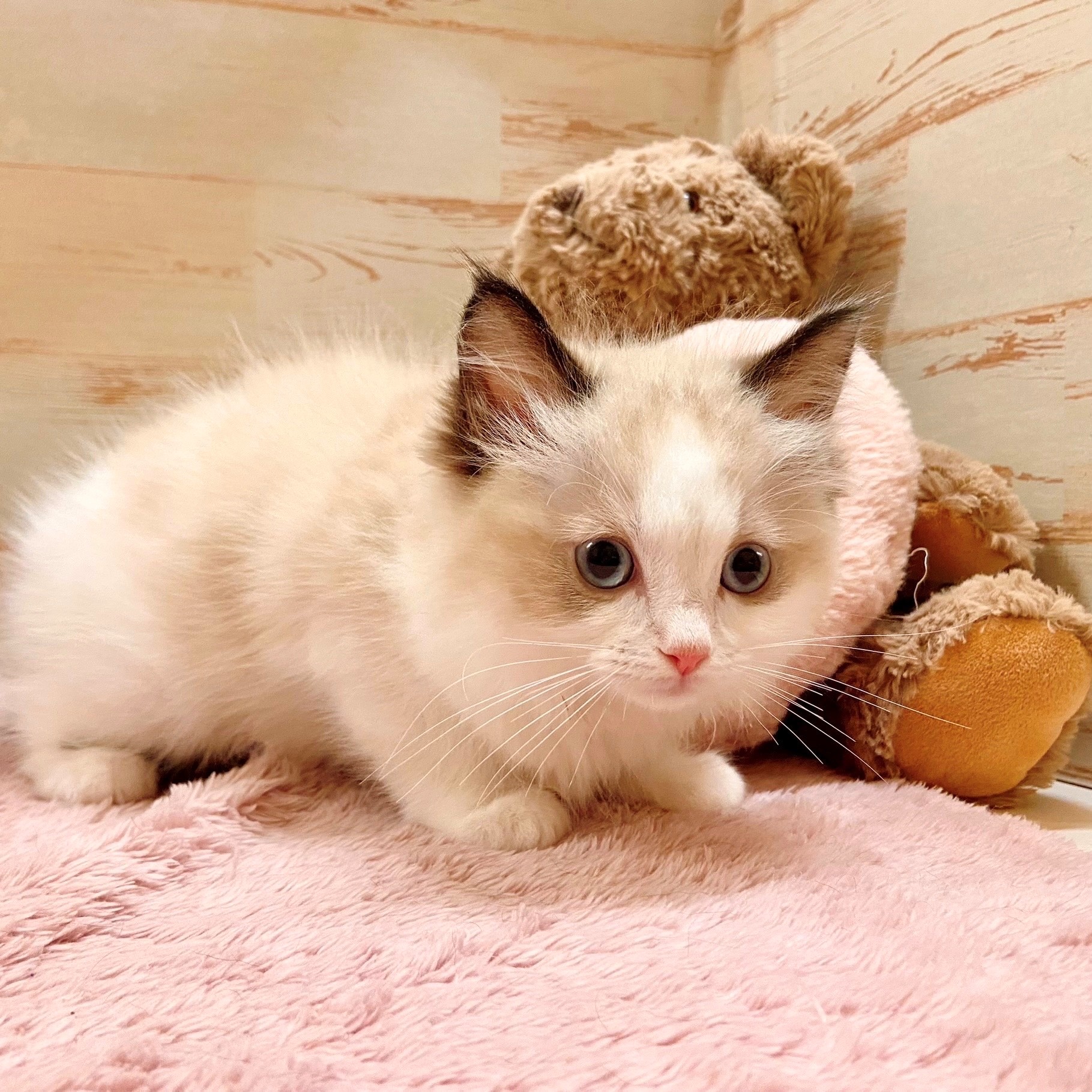 兵庫県のラグドール (犬の家＆猫の里神戸店/2025年9月9日生まれ/女の子/シールポイントバイカラー)の子猫の2枚目の画像