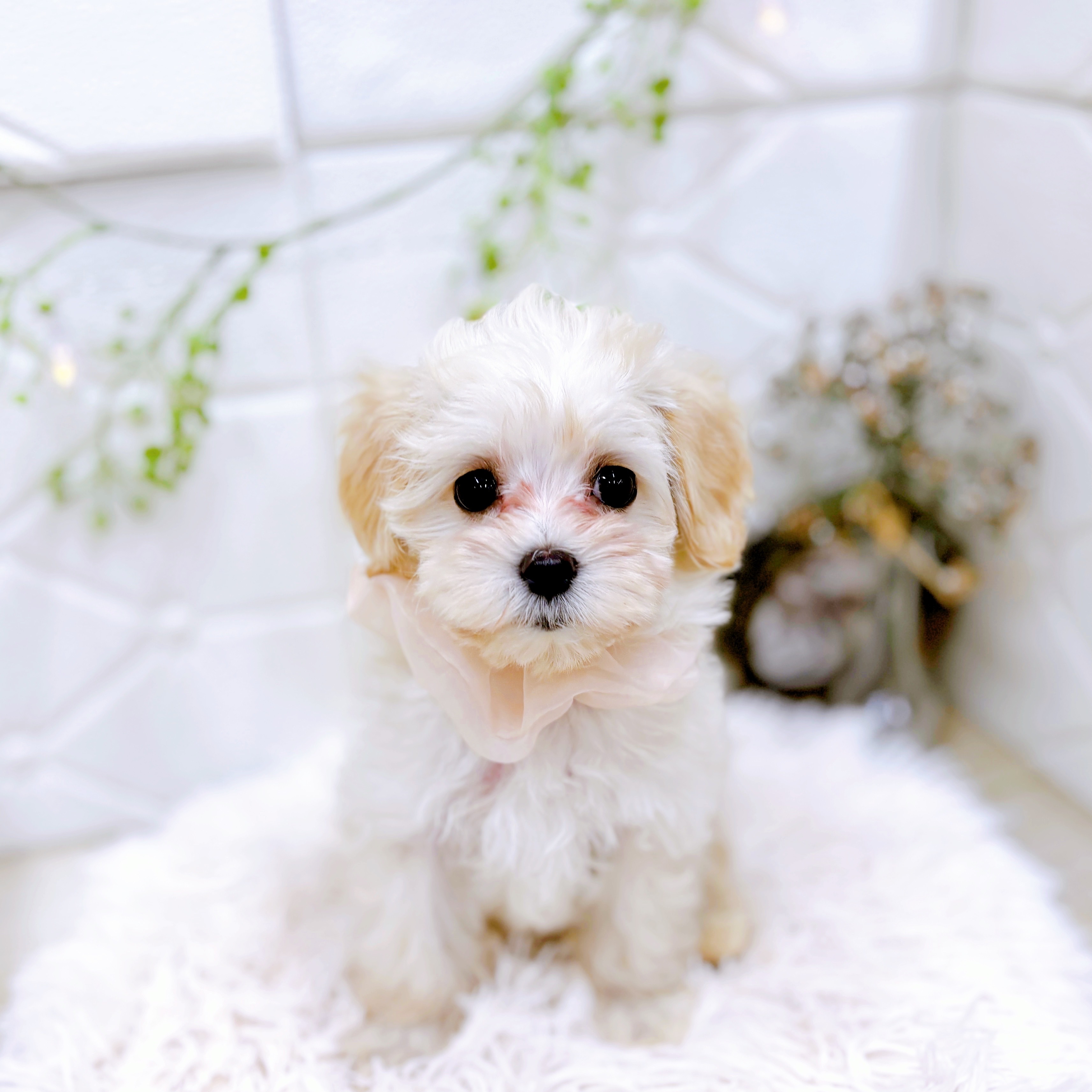 福井県のマルプー(マルチーズ×プードル) (犬の家＆猫の里アミーゴ福井店/2025年9月11日生まれ/女の子/クリーム)の子犬の2枚目の画像